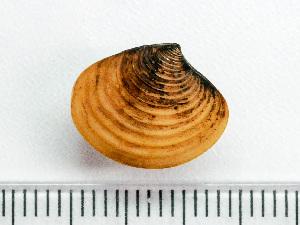  ( - HMSC174_03234)  @11 [ ] by-nc-sa  Unspecified Huntsman Marine Science Centre