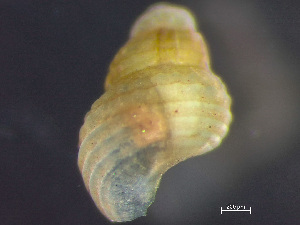  (Frigidoalvania - HMSC174_03334)  @11 [ ] by-nc-sa  Unspecified Huntsman Marine Science Centre