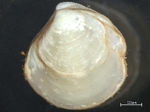  ( - HMSC174_03363)  @11 [ ] by-nc-sa  Unspecified Huntsman Marine Science Centre