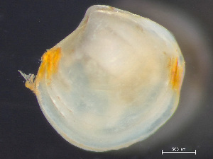  ( - HMSC174_03369)  @11 [ ] by-nc-sa  Unspecified Huntsman Marine Science Centre