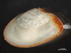 ( - HMSC174-03426)  @11 [ ] by-nc-sa  Unspecified Huntsman Marine Science Centre