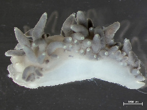  (Coryphellidae - HMSC174-03550)  @11 [ ] by-nc-sa  Unspecified Huntsman Marine Science Centre