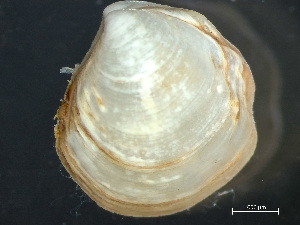  ( - HMSC174_03695)  @11 [ ] by-nc-sa  Unspecified Huntsman Marine Science Centre