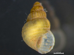  ( - HMSC174_03870)  @11 [ ] by-nc-sa  Unspecified Huntsman Marine Science Centre