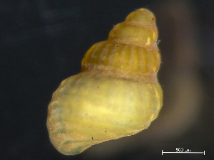  ( - HMSC174_03872)  @11 [ ] by-nc-sa  Unspecified Huntsman Marine Science Centre