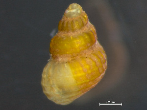 ( - HMSC174_03873)  @11 [ ] by-nc-sa  Unspecified Huntsman Marine Science Centre