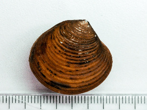  ( - HMSC174_03897)  @11 [ ] by-nc-sa  Unspecified Huntsman Marine Science Centre