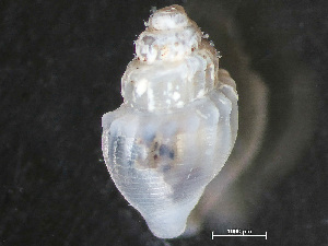  ( - HMSC174_04020)  @11 [ ] by-nc-sa  Unspecified Huntsman Marine Science Centre