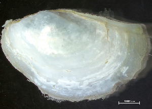  (Pandora glacialis - HMSC174-04128)  @11 [ ] by-nc-sa  Unspecified Huntsman Marine Science Centre