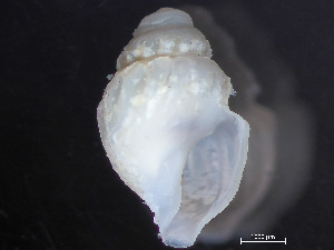  ( - HMSC174-04140)  @11 [ ] by-nc-sa  Unspecified Huntsman Marine Science Centre