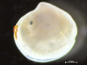  ( - HMSC174-04232)  @11 [ ] by-nc-sa  Unspecified Huntsman Marine Science Centre