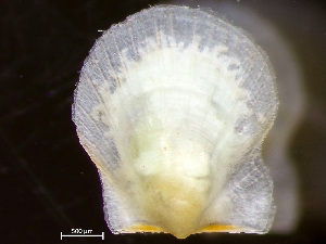  ( - HMSC174-04233)  @11 [ ] by-nc-sa  Unspecified Huntsman Marine Science Centre