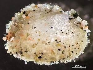  ( - HMSC174-04239)  @11 [ ] by-nc-sa  Unspecified Huntsman Marine Science Centre