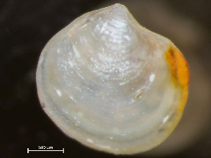  ( - HMSC174-04246)  @11 [ ] by-nc-sa  Unspecified Huntsman Marine Science Centre