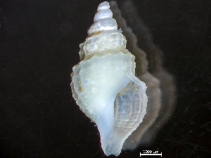  ( - HMSC174-04256)  @11 [ ] by-nc-sa  Unspecified Huntsman Marine Science Centre