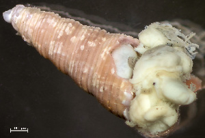  ( - HMSC174-04262)  @11 [ ] by-nc-sa  Unspecified Huntsman Marine Science Centre