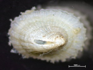  ( - HMSC174-04295)  @11 [ ] by-nc-sa  Unspecified Huntsman Marine Science Centre