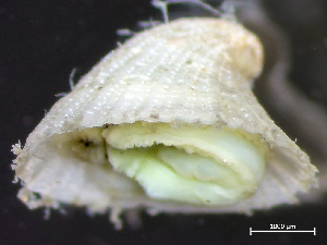  ( - HMSC174-04295)  @11 [ ] by-nc-sa  Unspecified Huntsman Marine Science Centre