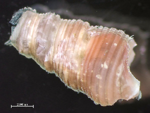  ( - HMSC174-04334)  @11 [ ] by-nc-sa  Unspecified Huntsman Marine Science Centre