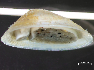  ( - HMSC174-04347)  @11 [ ] by-nc-sa  Unspecified Huntsman Marine Science Centre