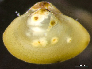  ( - HMSC174_04386)  @11 [ ] by-nc-sa  Unspecified Huntsman Marine Science Centre