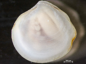  ( - HMSC174_04388)  @11 [ ] by-nc-sa  Unspecified Huntsman Marine Science Centre