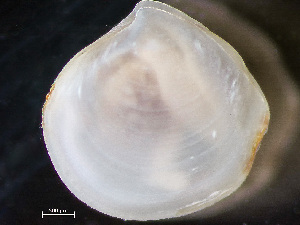  ( - HMSC174_04389)  @11 [ ] by-nc-sa  Unspecified Huntsman Marine Science Centre