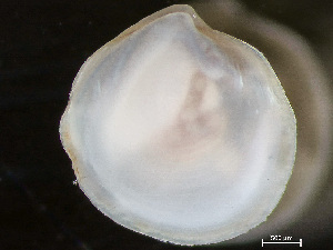  ( - HMSC174_04390)  @11 [ ] by-nc-sa  Unspecified Huntsman Marine Science Centre