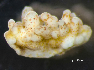  ( - NSRAS25_229A)  @11 [ ] by-nc-sa  Unspecified Huntsman Marine Science Centre