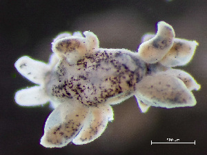  ( - NSRAS25_229B)  @11 [ ] by-nc-sa  Unspecified Huntsman Marine Science Centre