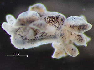  ( - NSRAS25_229B)  @11 [ ] by-nc-sa  Unspecified Huntsman Marine Science Centre