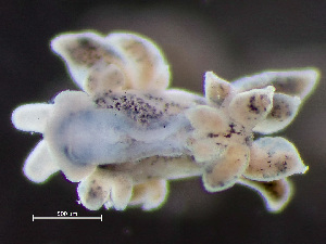  ( - NSRAS25_229B)  @11 [ ] by-nc-sa  Unspecified Huntsman Marine Science Centre