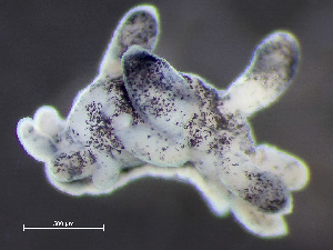  ( - NSRAS25_229C)  @11 [ ] by-nc-sa  Unspecified Huntsman Marine Science Centre