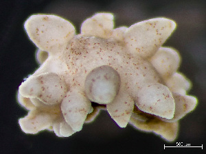  ( - NSRAS25-241)  @11 [ ] by-nc-sa  Unspecified Huntsman Marine Science Centre