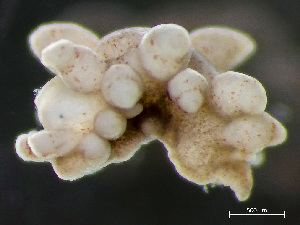  ( - NSRAS25-241)  @11 [ ] by-nc-sa  Unspecified Huntsman Marine Science Centre