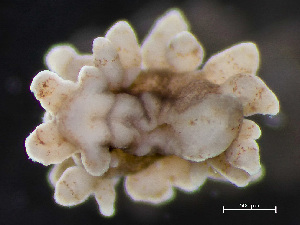  ( - NSRAS25-241)  @11 [ ] by-nc-sa  Unspecified Huntsman Marine Science Centre