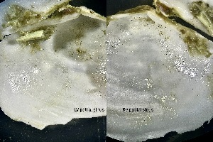  ( - HMSC174_04375)  @11 [ ] CreativeCommons - Attribution Non-Commercial Share-Alike (2025) Unspecified Huntsman Marine Science Centre