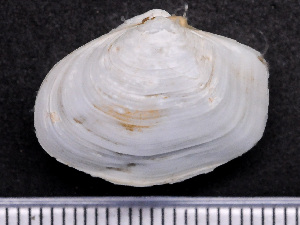  ( - HMSC174_04375)  @11 [ ] by-nc-sa  Unspecified Huntsman Marine Science Centre