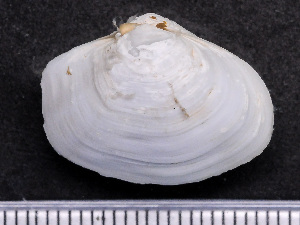  ( - HMSC174_04384)  @11 [ ] by-nc-sa  Unspecified Huntsman Marine Science Centre