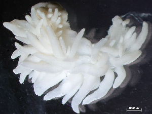 (Coryphella nobilis - HMSC174-01460)  @11 [ ] by-nc-sa  Unspecified Huntsman Marine Science Centre