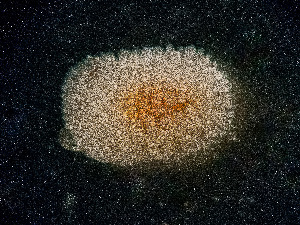  ( - HMSC174-00222)  @11 [ ] by-nc-sa  Unspecified Huntsman Marine Science Centre