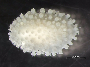  ( - HMSC174-00269)  @11 [ ] by-nc-sa  Unspecified Huntsman Marine Science Centre