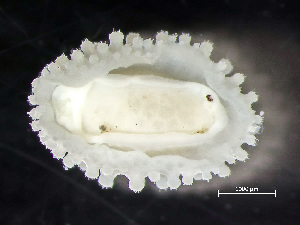  ( - HMSC174-00269)  @11 [ ] by-nc-sa  Unspecified Huntsman Marine Science Centre