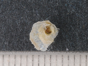  ( - HMSC174-00447)  @11 [ ] by-nc-sa  Unspecified Huntsman Marine Science Centre