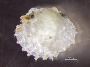  ( - HMSC174-00481)  @11 [ ] by-nc-sa  Unspecified Huntsman Marine Science Centre