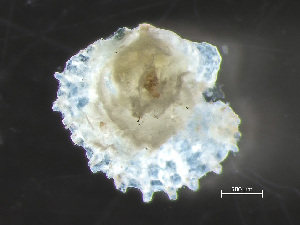  ( - HMSC174-00481)  @11 [ ] by-nc-sa  Unspecified Huntsman Marine Science Centre