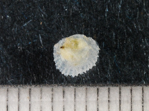  ( - HMSC174-00502)  @11 [ ] by-nc-sa  Unspecified Huntsman Marine Science Centre