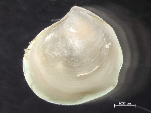  ( - HMSC174-00566)  @11 [ ] by-nc-sa  Unspecified Huntsman Marine Science Centre