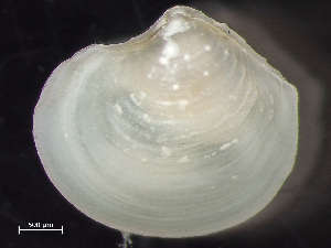  (Lucinoma filosa - HMSC174-00567)  @11 [ ] by-nc-sa  Unspecified Huntsman Marine Science Centre