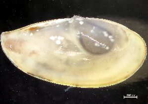  ( - HMSC174-00799)  @11 [ ] by-nc-sa  Unspecified Huntsman Marine Science Centre